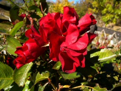 Rosa rossonera